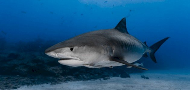 تعريف القرش تعريف القرش