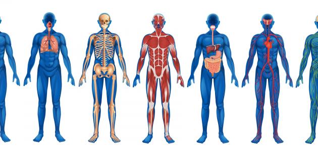 تعريف بجسم الإنسان تعريف بجسم الإنسان