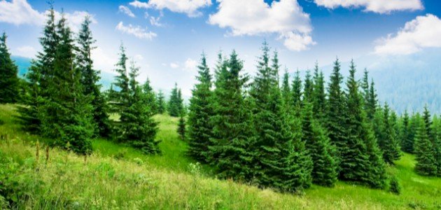 تعريف شجرة الصنوبر تعريف شجرة الصنوبر