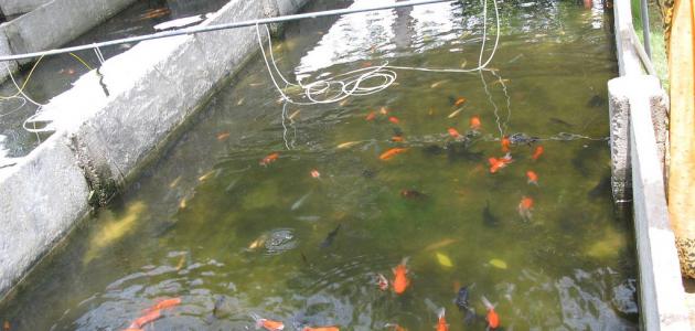 تفريخ أسماك الزينة تفريخ أسماك الزينة