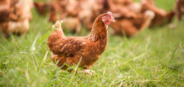 تفسير الدجاج البري في المنام تفسير الدجاج البري في المنام