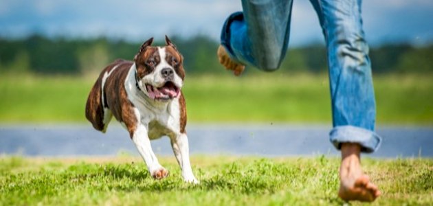 تفسير حلم هجوم الكلاب بدون عض في المنام تفسير حلم هجوم الكلاب بدون عض في المنام