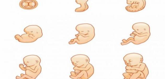 تكوين جسم الإنسان تكوين جسم الإنسان