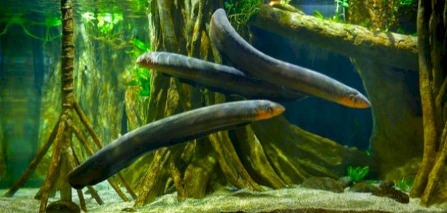 ثعبان البحر الكهربائي ثعبان البحر الكهربائي