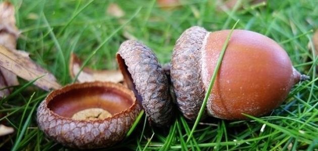 ثمار البلوط ثمار البلوط