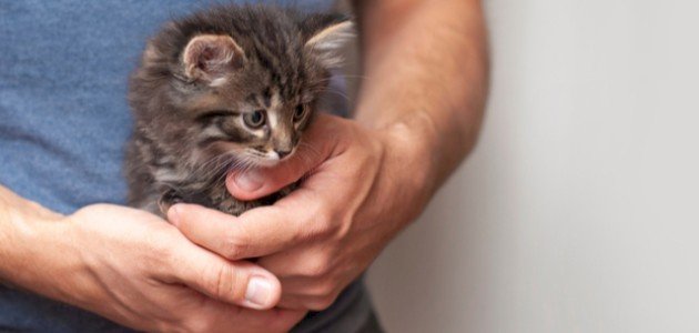 ثواب تربية القطط ثواب تربية القطط