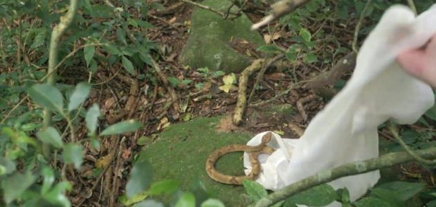 جزيرة الأفاعي جزيرة الأفاعي