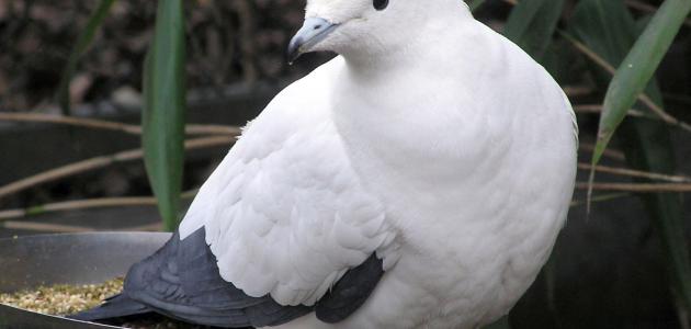 جميع أنواع الحمام جميع أنواع الحمام