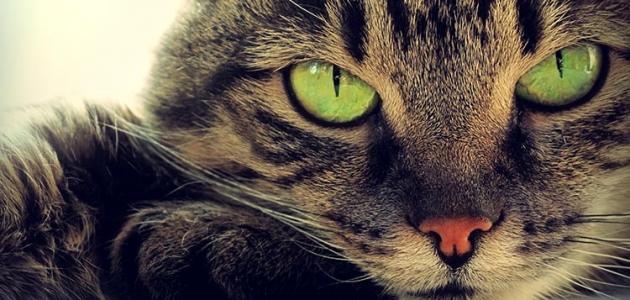 جميع أنواع القطط جميع أنواع القطط