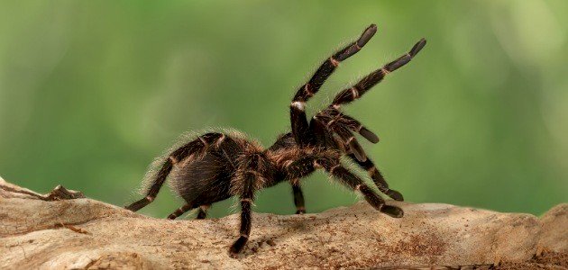 جهاز الدوران في المفصليات جهاز الدوران في المفصليات