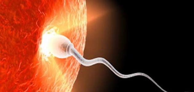 حقن السائل المنوي داخل الرحم حقن السائل المنوي داخل الرحم