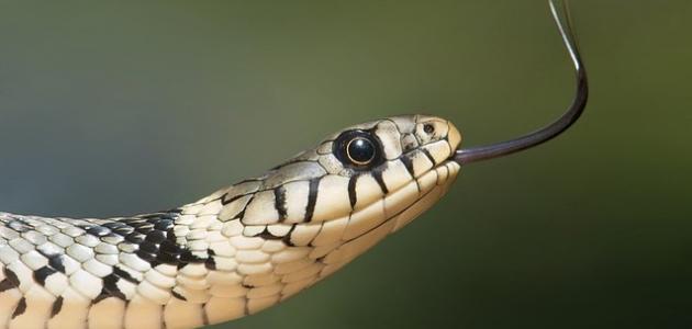 حكم أكل الثعبان حكم أكل الثعبان