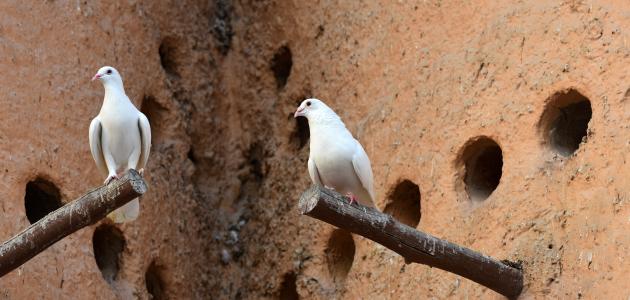حكم تربية الحمام حكم تربية الحمام