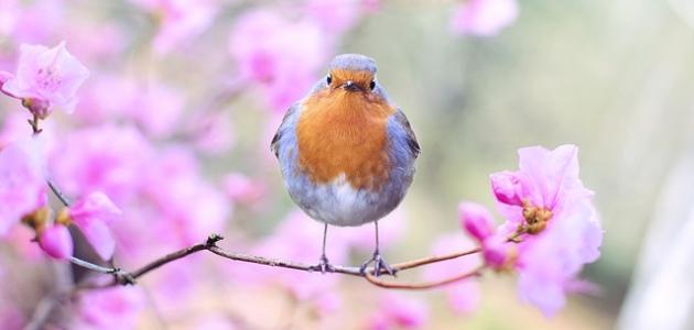 حكم عن الربيع