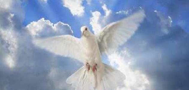 حكم عن جمال الروح حكم عن جمال الروح