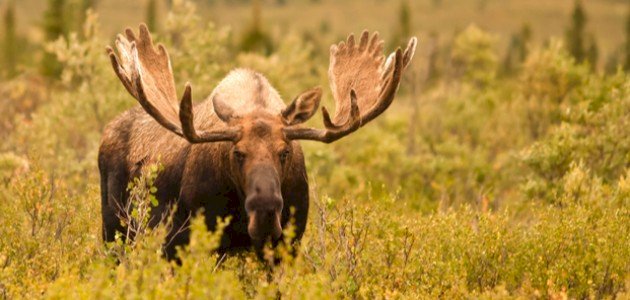 حيوان الموظ حيوان الموظ