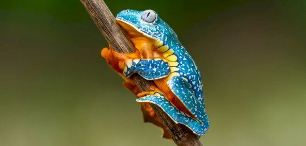 خصائص البرمائيات خصائص البرمائيات