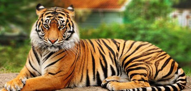 خصائص الفقاريات خصائص الفقاريات