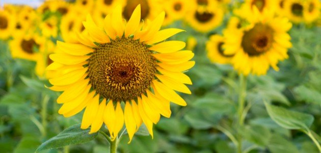 خصائص النباتات مغطاة البذور