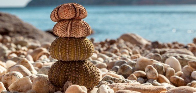 خصائص شوكيات الجلد خصائص شوكيات الجلد