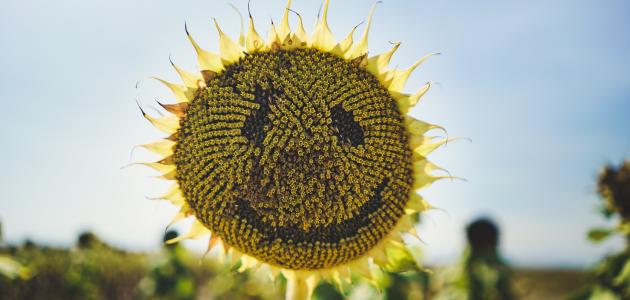 خواطر عن السعادة قصيرة خواطر عن السعادة قصيرة