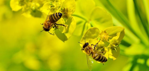 سر الله تعالى في خلقه سر الله تعالى في خلقه