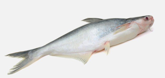 سمك الباسا الفيتنامي سمك الباسا الفيتنامي