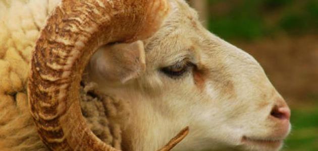 سنن الأضحية في عيد الأضحى سنن الأضحية في عيد الأضحى