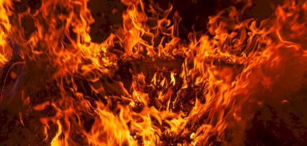 شجرة الزقوم شجرة الزقوم