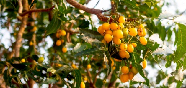 شجرة النيم وفوائدها شجرة النيم وفوائدها