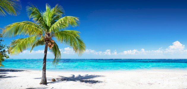 شجرة جوز الهند شجرة جوز الهند