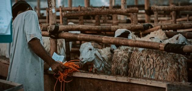 شروط الأضحية عند المالكية شروط الأضحية عند المالكية