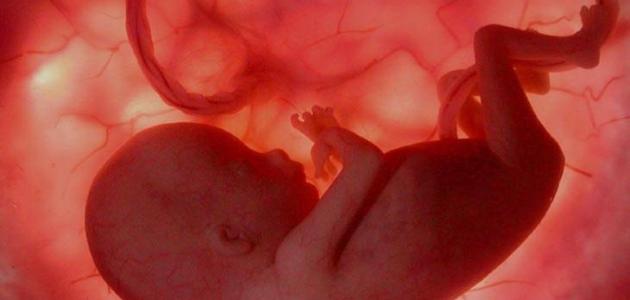 شكل الجنين في منتصف الشهر الرابع