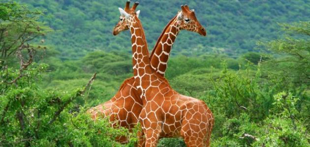 صغير الزرافة صغير الزرافة