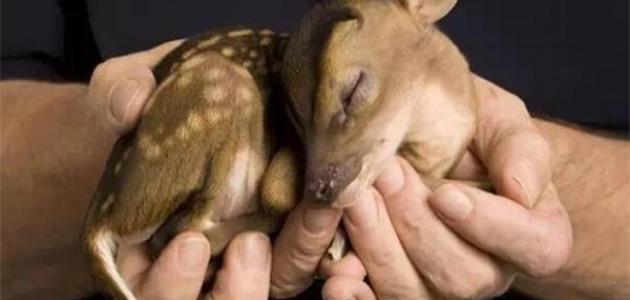 صغير الغزال صغير الغزال