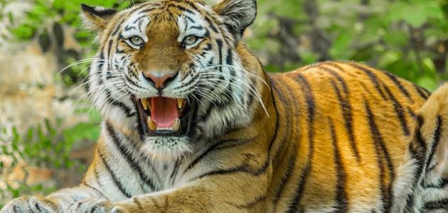 صفات الحيوانات المفترسة صفات الحيوانات المفترسة