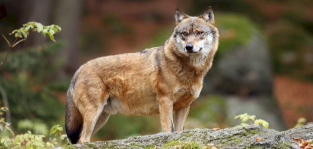 صفات الذئب صفات الذئب