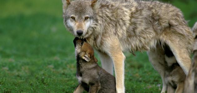 صفات الذئب مع زوجته