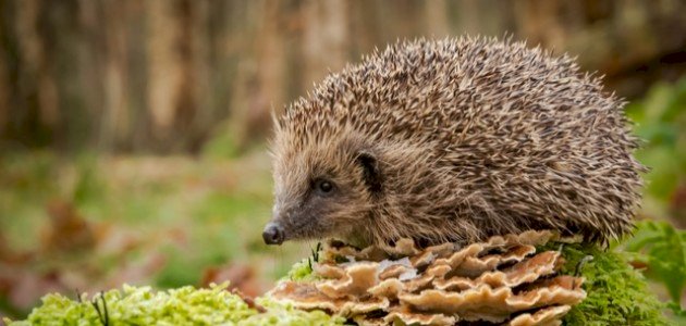 صفات حيوان القنفذ صفات حيوان القنفذ