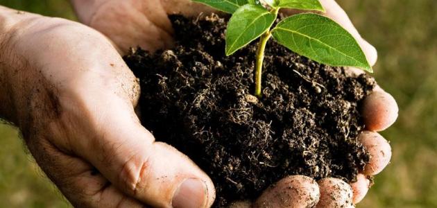 صنع سماد في المنزل صنع سماد في المنزل