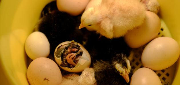 صنع فقاسة بيض منزلية