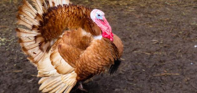 صوت الديك الرومي صوت الديك الرومي