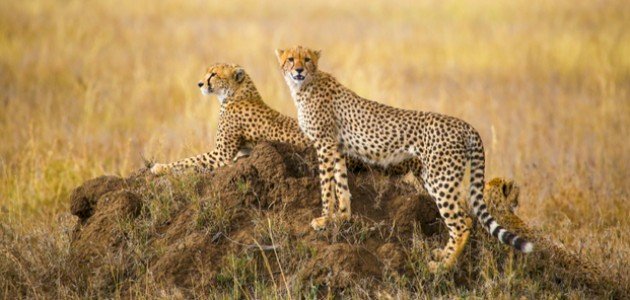 صوت الفهد صوت الفهد