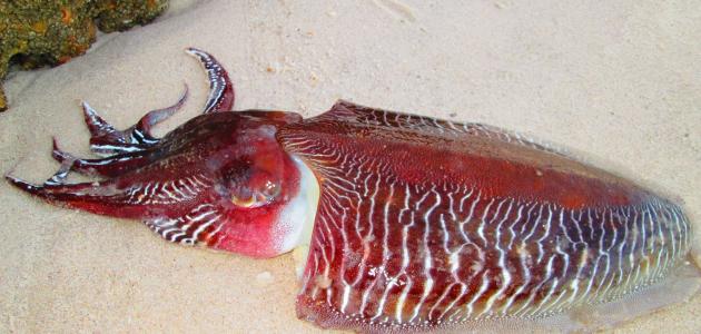 صيد الحبار صيد الحبار