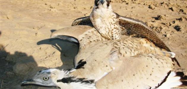 صيد الحباري صيد الحباري