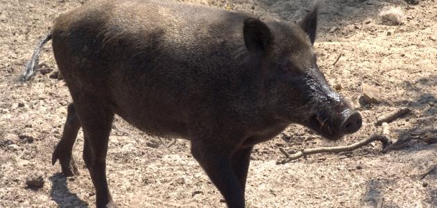 صيد الخنزير في تونس صيد الخنزير في تونس