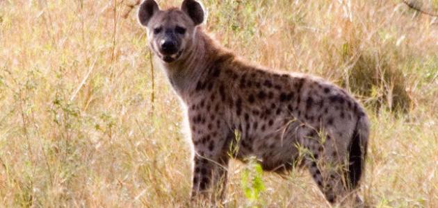 صيد الضباع صيد الضباع