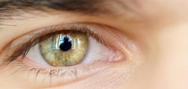 طبقات شبكية العين طبقات شبكية العين