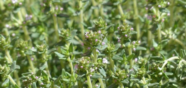 طرق استخدام الزعتر طرق استخدام الزعتر