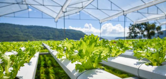 طرق الزراعة المائية طرق الزراعة المائية